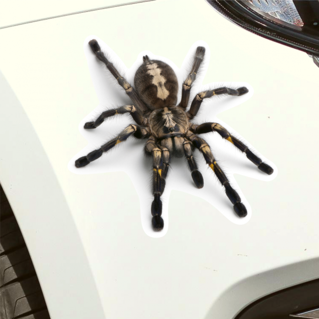 Наклейка на авто паук, 15х14 см, белый фон
